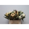Protea Barb Snow Queen No Leaves