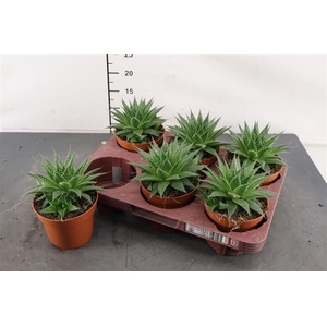 Aloe 12 Cm. P. Gladiator Rock