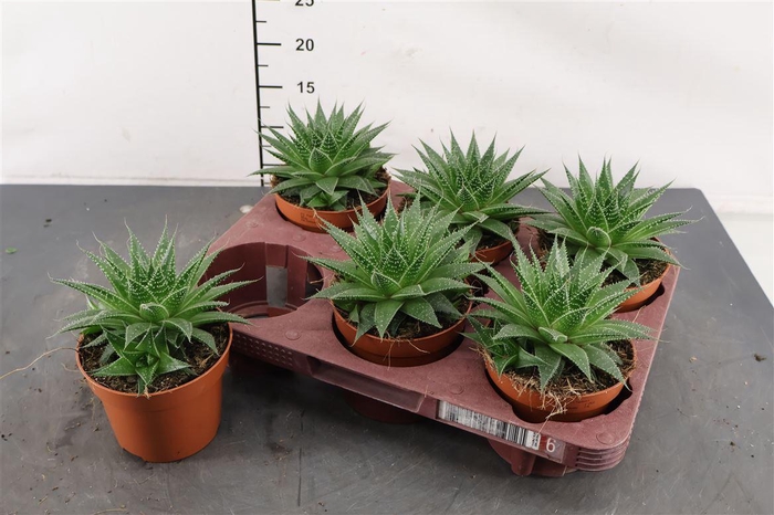 <h4>Aloe 12 Cm. P. Gladiator Rock</h4>