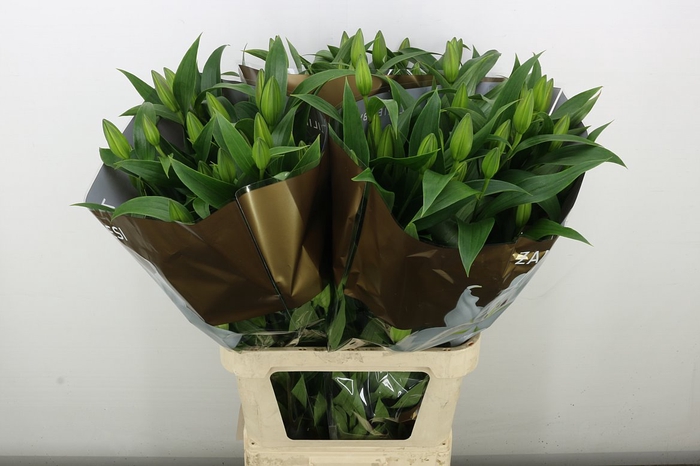<h4>Li Or Zambesi</h4>