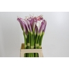 Zantedeschia Eydolls Purple White
