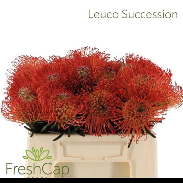 LEUCO CO SUCCESSION