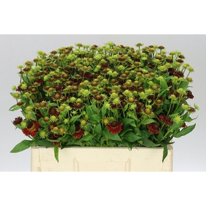 Helenium Red King