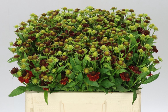<h4>Helenium Red King</h4>
