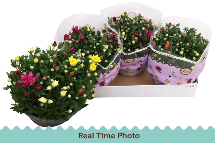 <h4>CHRYS GEM IN POT</h4>