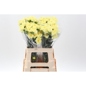 Di St Cl Lemon Minami