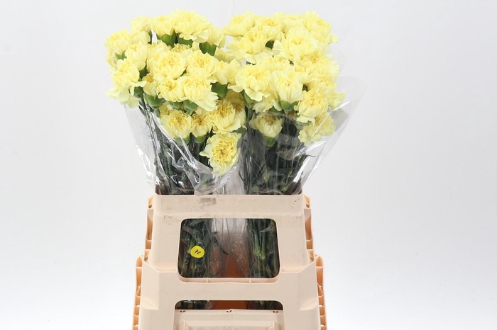 <h4>Di St Cl Lemon Minami</h4>