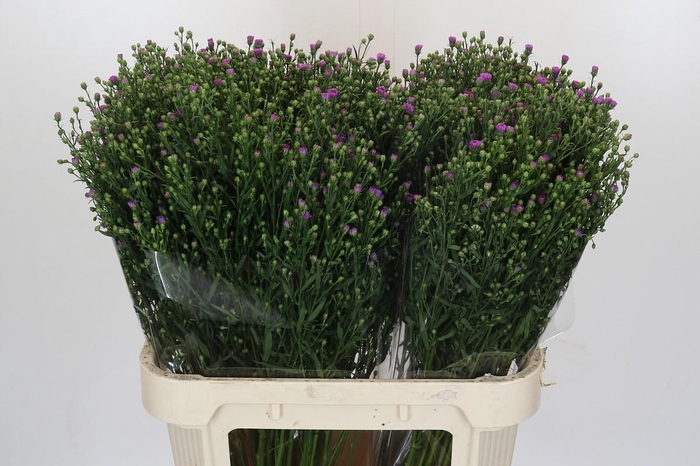 <h4>Aster Casarosa</h4>