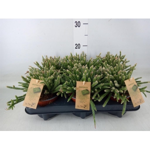 Rhipsalis baccifera subsp. horrida