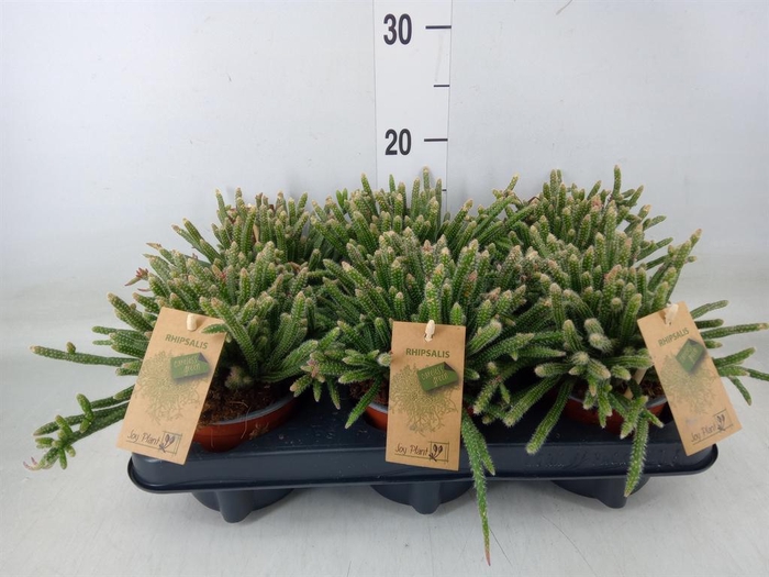 <h4>Rhipsalis baccifera subsp. horrida</h4>