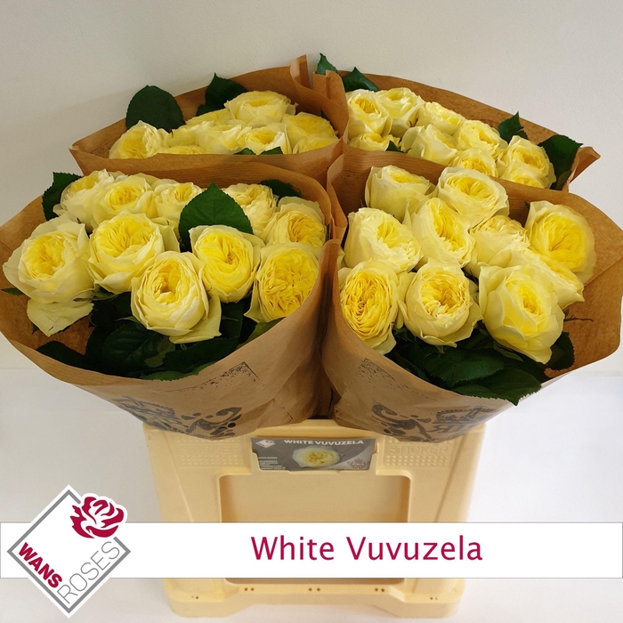 <h4>R GR WHITE VUVUZELA</h4>