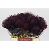 Nutans Painted Aubergine