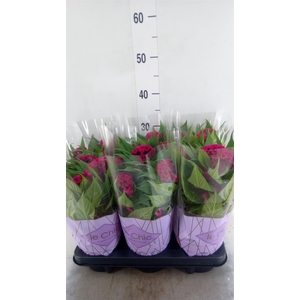 Celosia arg. CR 'Twisted Purple'