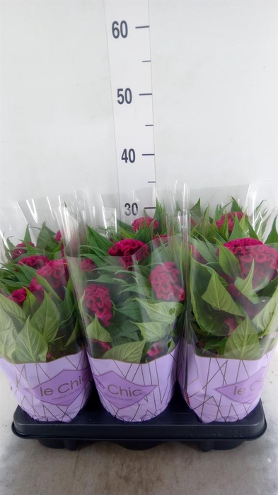 <h4>Celosia arg. CR 'Twisted Purple'</h4>