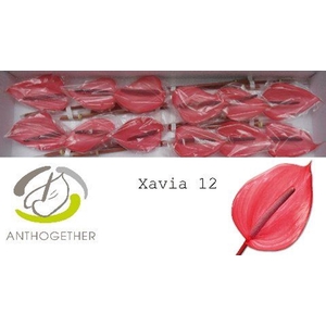ANTHURIUM ANDR. 'XAVIA'