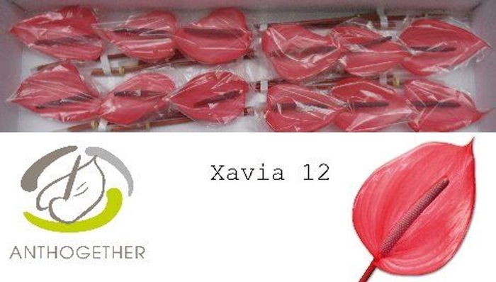 <h4>ANTHURIUM ANDR. 'XAVIA'</h4>