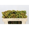 Kaaps Groen Baubles