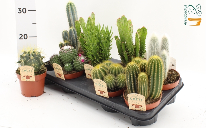 <h4>CACTUS GEM</h4>