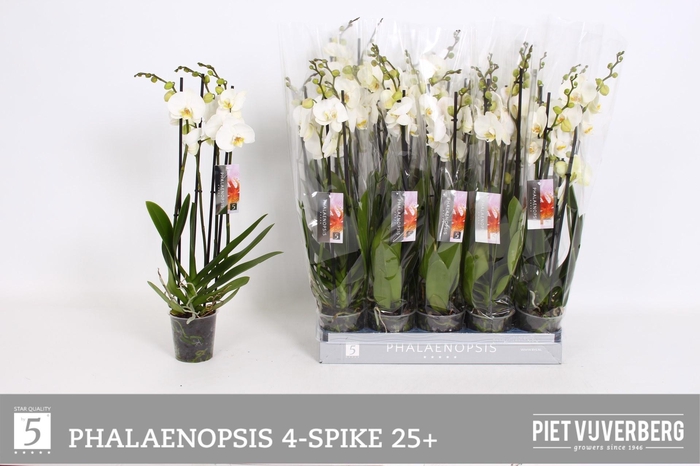 <h4>PHAL OV WIT</h4>