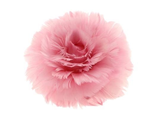 Feather Rose Clip H8D11