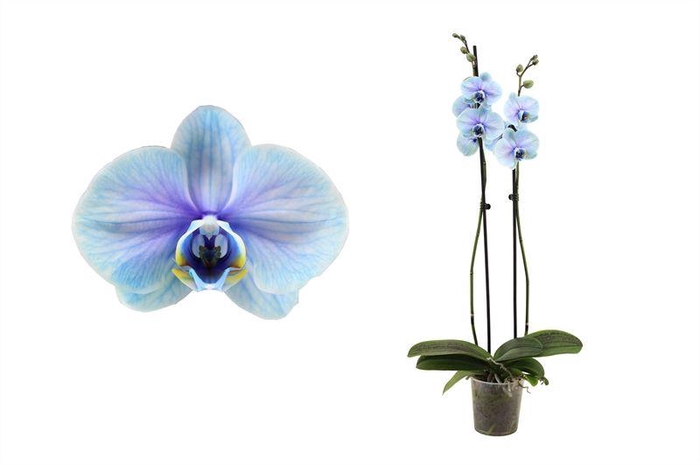 <h4>Phal I Am Blue Lagoon 2 Tak 14+</h4>