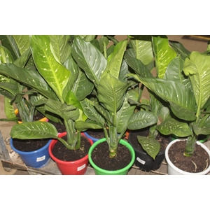 DIEFFENBACHIA TROPIC SNOW P24