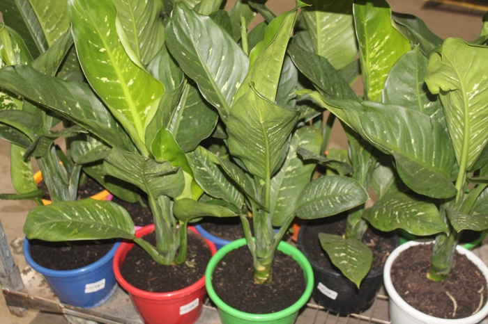 <h4>DIEFFENBACHIA TROPIC SNOW P24</h4>