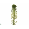 EUCOMIS P-E GOLIATH