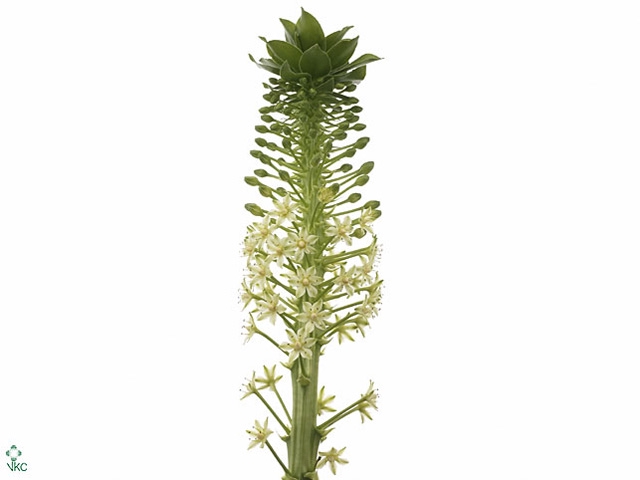 EUCOMIS P-E GOLIATH