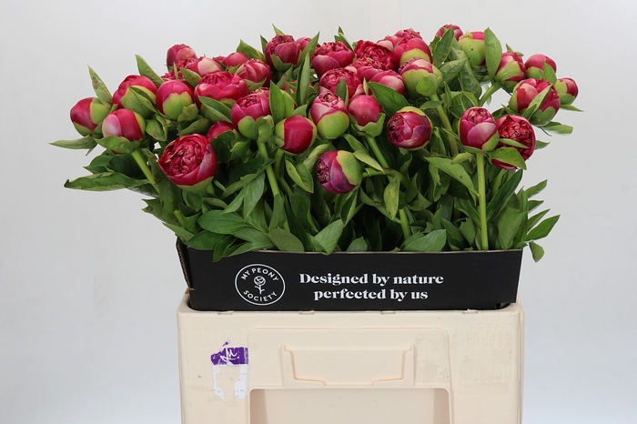 <h4>Paeonia Mary Jo Legare</h4>