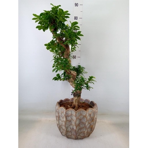 Ficus microcarpa 'Ginseng'