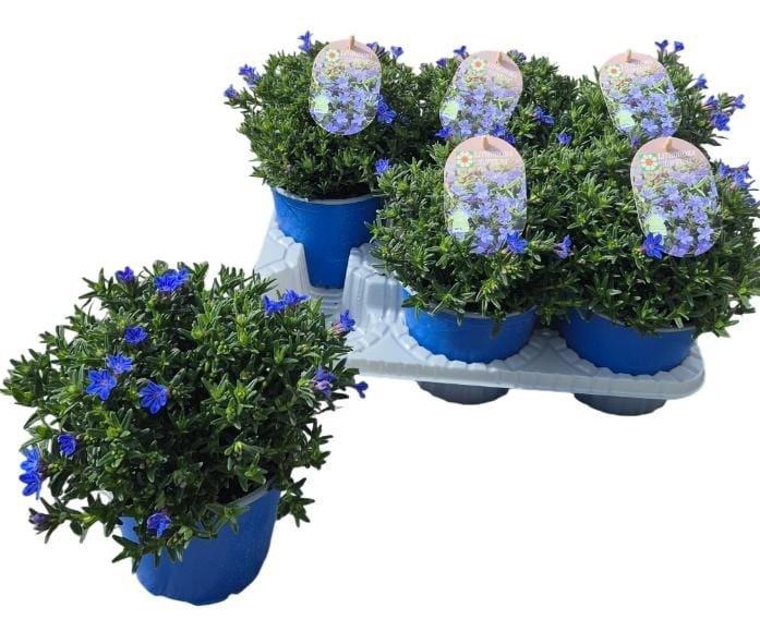 <h4>GLANDO DIF HEAVEN BL</h4>