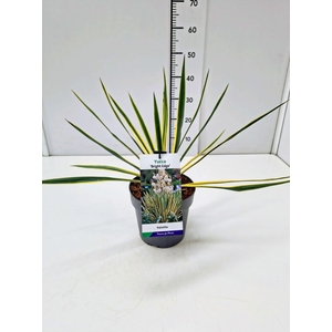 Yucca filamentosa Bright Edge