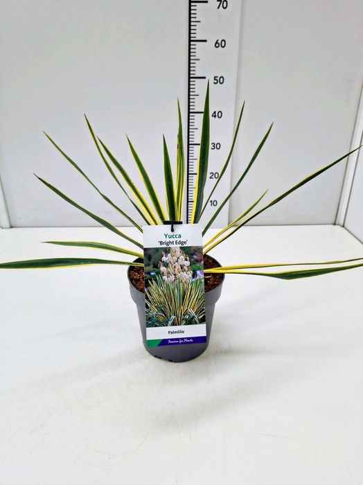 <h4>Yucca filamentosa Bright Edge</h4>