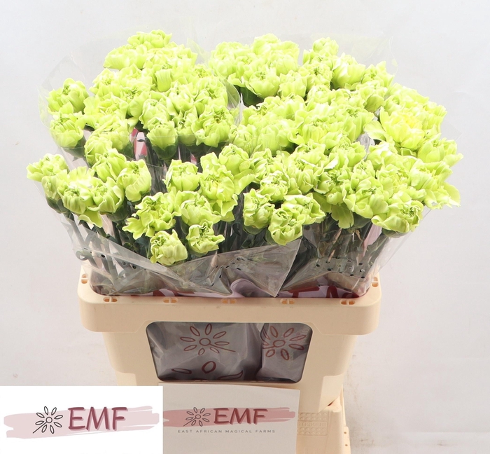 <h4>DI ST CELTIC GREEN</h4>