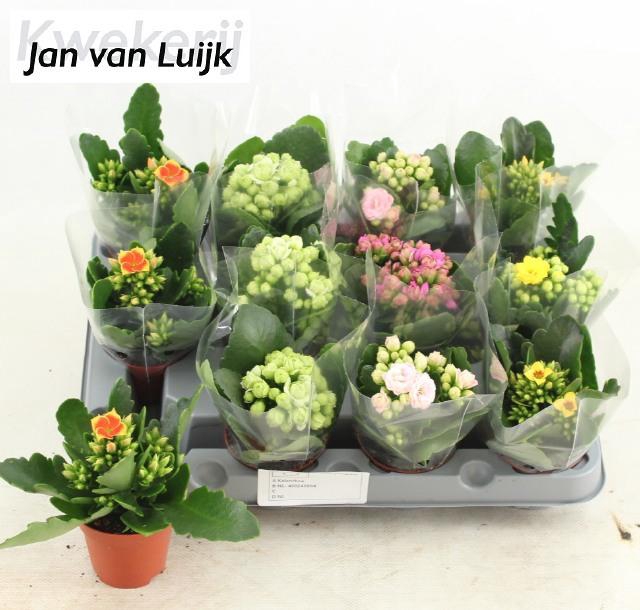 <h4>KAL GE GEM 5 KL</h4>