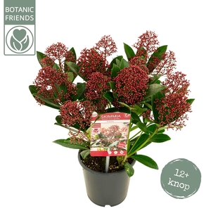 Skimmia japonica 'Rubella' 12+bloem