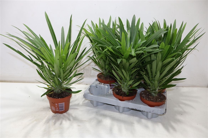 <h4>Pachypod Lamerei</h4>