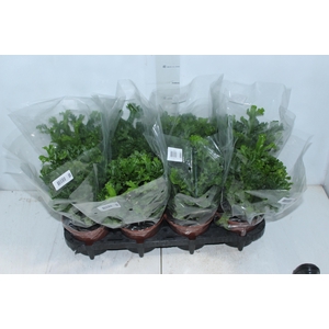 ASPLENIUM LESLIE P15