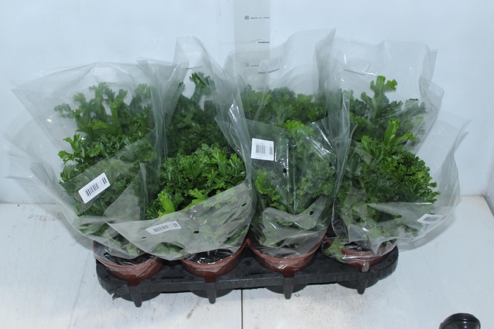<h4>ASPLENIUM LESLIE P15</h4>