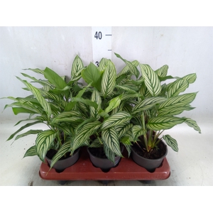 Calathea   ...