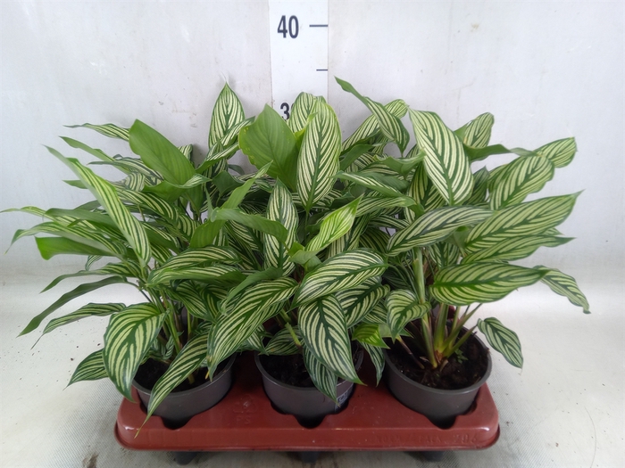 <h4>Calathea   ...</h4>
