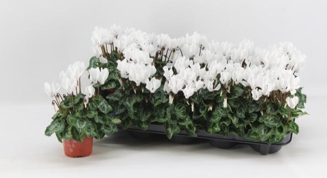 <h4>CYCL KL SUP VERANO</h4>