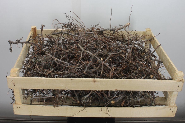 <h4>Deco Bonsai Crate Brown 100pcs L60w40</h4>