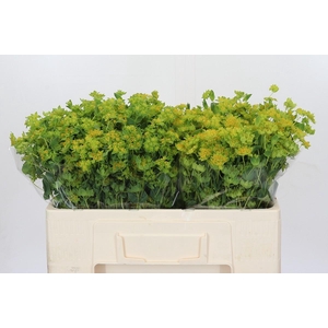 Bupleurum Griffithii