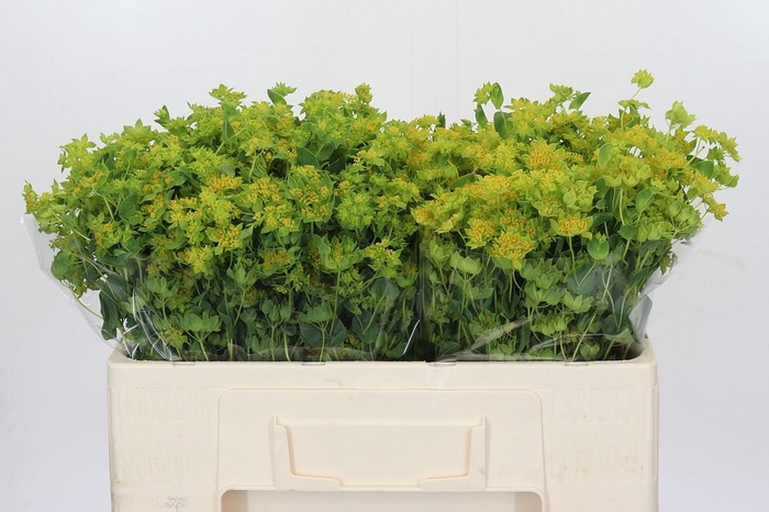 <h4>Bupleurum Griffithii</h4>