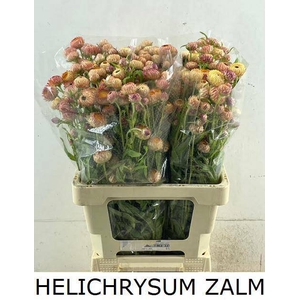 HELICHRYSUM OV