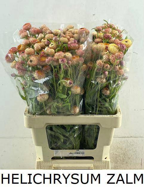 <h4>HELICHRYSUM OV</h4>