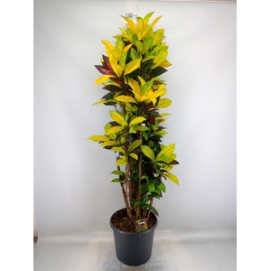 Codiaeum var. KL 'Mrs Iceton'