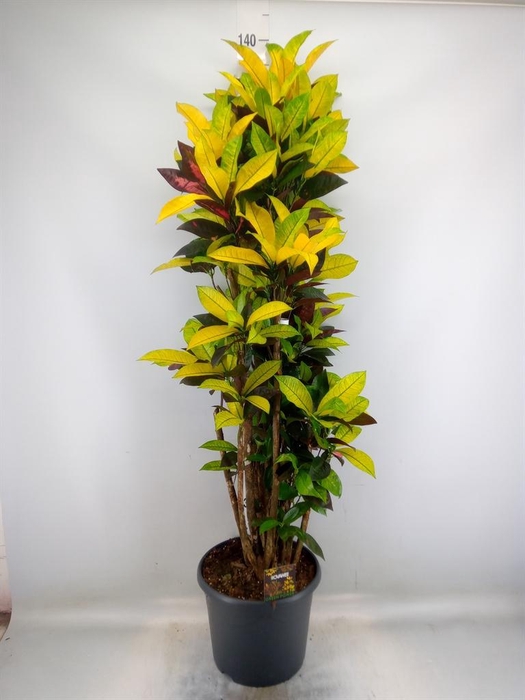 <h4>Codiaeum var. KL 'Mrs Iceton'</h4>